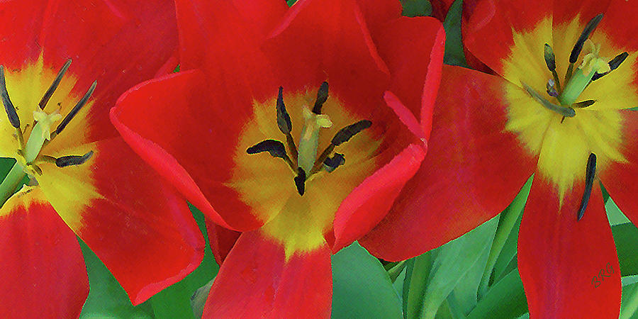 Spring Photograph - Red Tulip Trio by Ben and Raisa Gertsberg