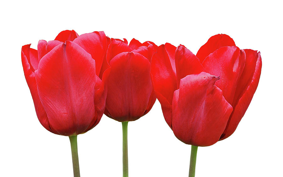 Red Tulip Triple On White Photograph by Gill Billington