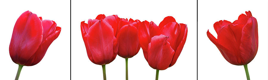 Red Tulip Triptych on White Photograph by Gill Billington