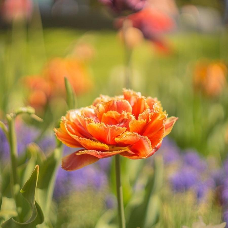Tulip Photograph - Red Tulip #tulip #flowerstalking by Sungi Verhaar