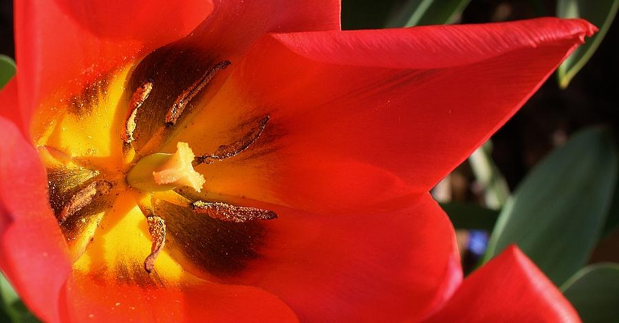 Red Tulip Up Close Photograph by Bruce Bley