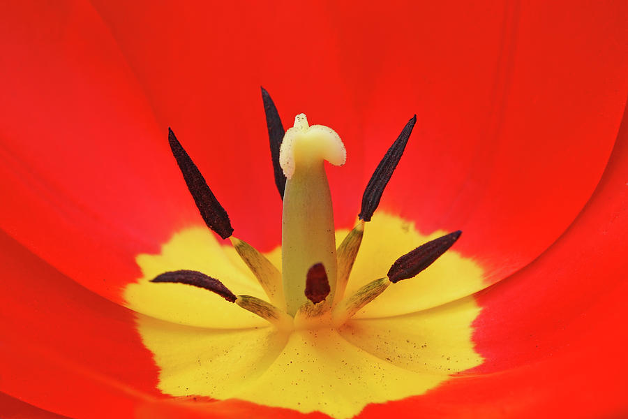Tulip Photograph - Red Tulip by Vladimir Sergeev