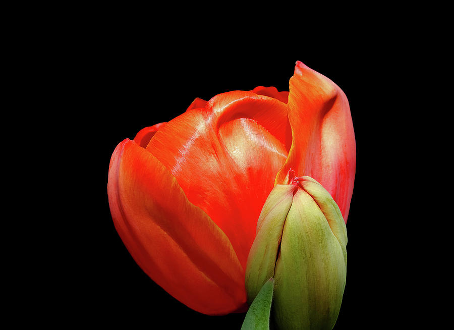 Flower Photograph - Red Tulip with Bud by Maria Ollman