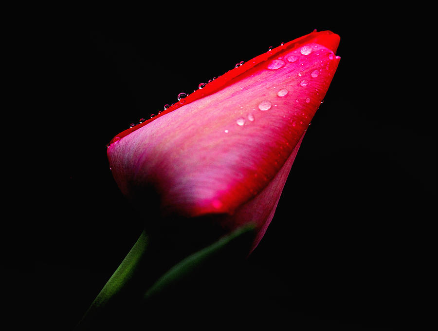 Red Tulip with Raindrops Photograph by Trina Ansel