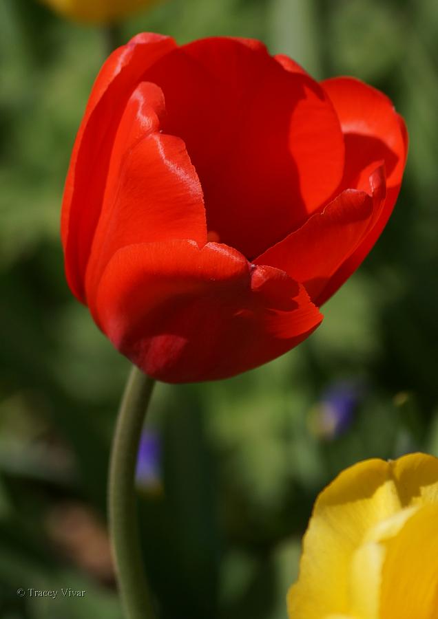 Red Tulip with Yellow Friend Photograph by Tracey Vivar