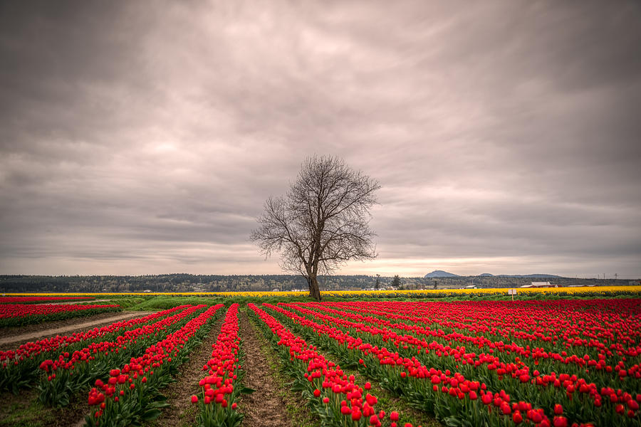 Red Tulips and a Tree Photograph by Spencer McDonald