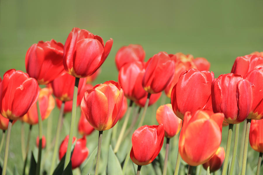 Red Tulips Photograph by Angela Murdock