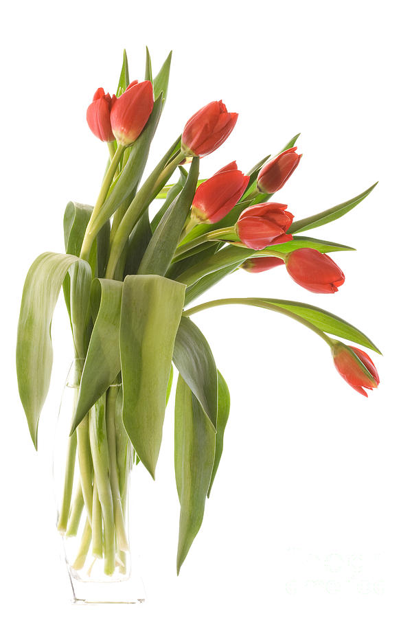 Red Tulips Photograph by Ann Garrett