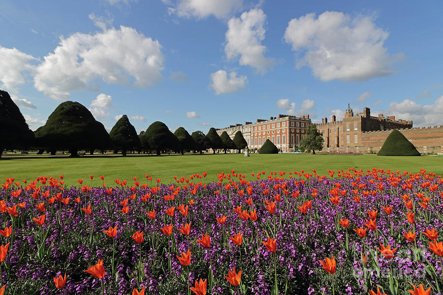Red Tulips At Hampton Court Photograph by Julia Gavin