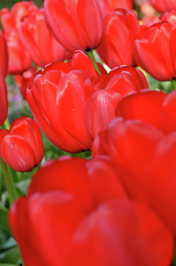 Red Tulips Photograph by Brandon Bourdages