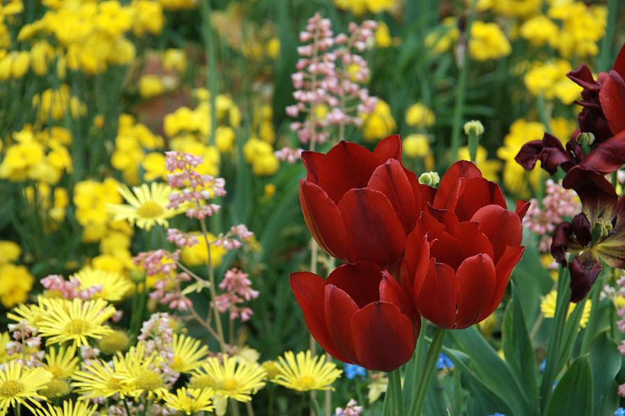 Red Tulips Photograph by Chris Day