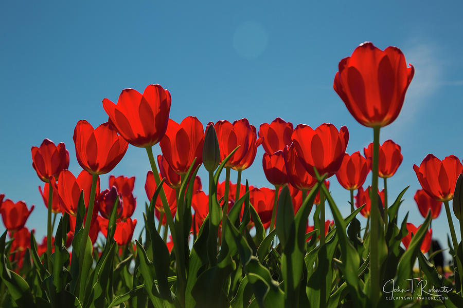 Red Tulips Photograph by Clicking With Nature