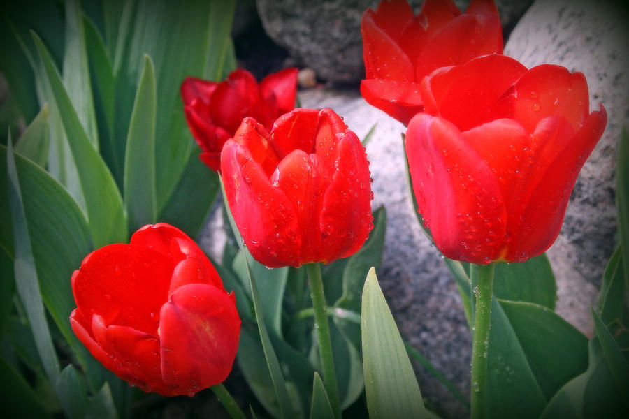 Red Tulips Closeup Photograph by Kay Novy