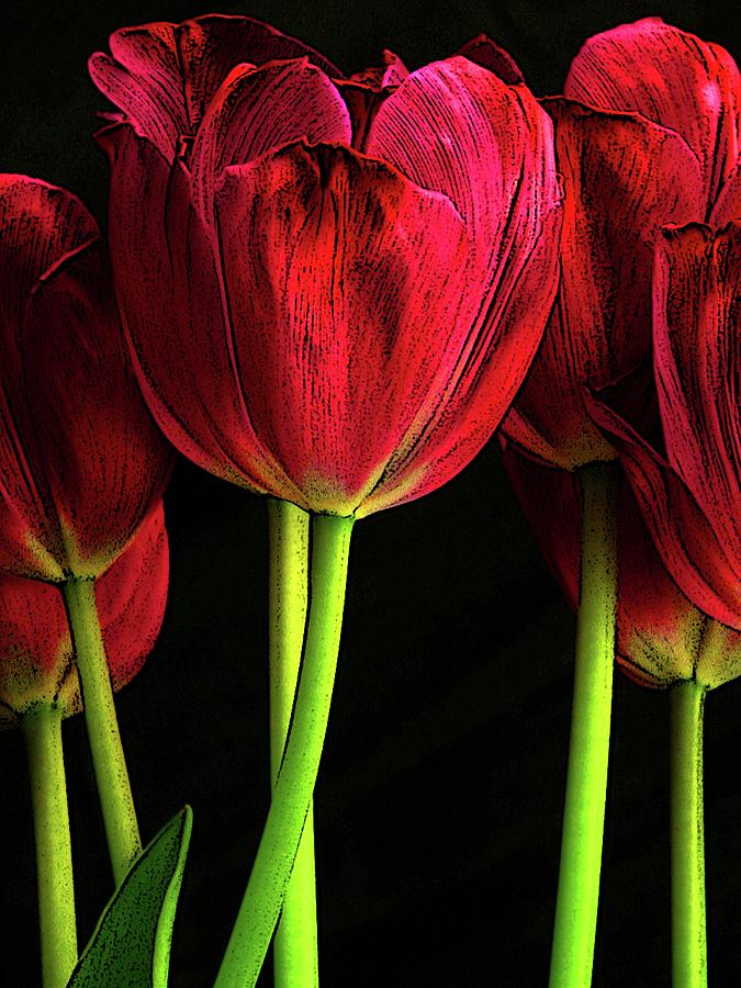 Red Tulips Photograph by Craig Perry-Ollila