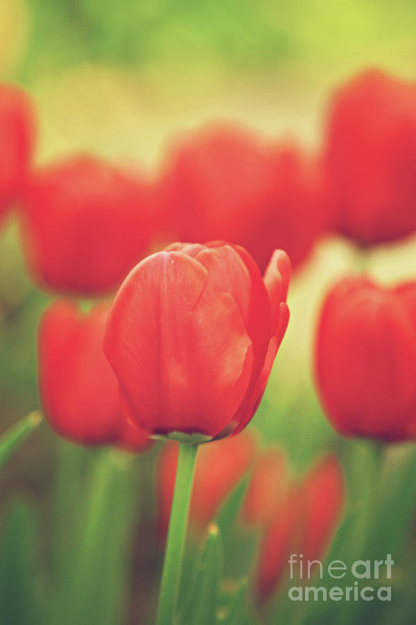 Nature Photograph - Red Tulips by Dan Radi