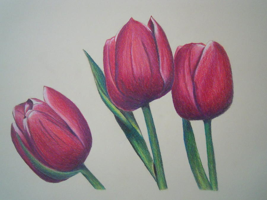 Red Tulips Drawing by Darina Panisova Pixels