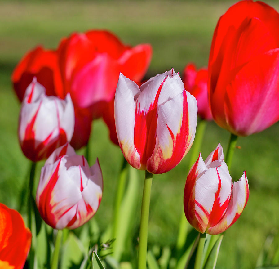 Red Tulips Photograph by Dennis Bucklin