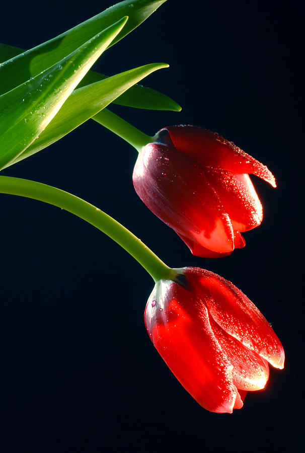 Red Tulips Photograph by Dung Ma