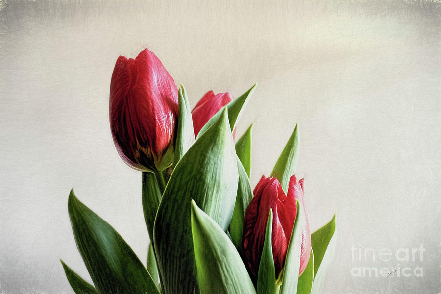 Red Tulips Digital Art by Elijah Knight