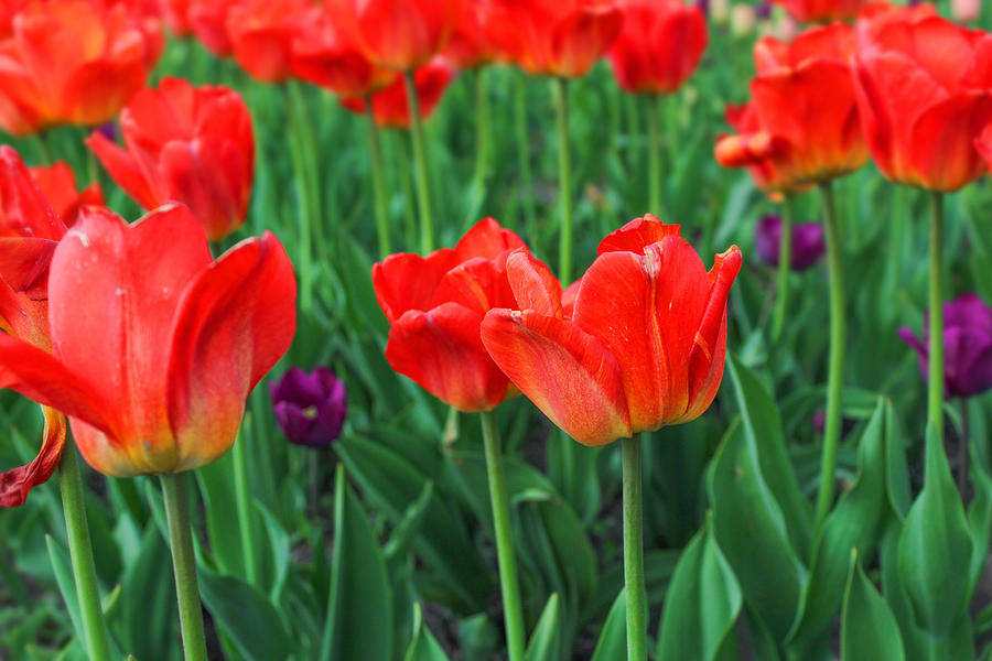 Red Tulips Photograph by Ester McGuire