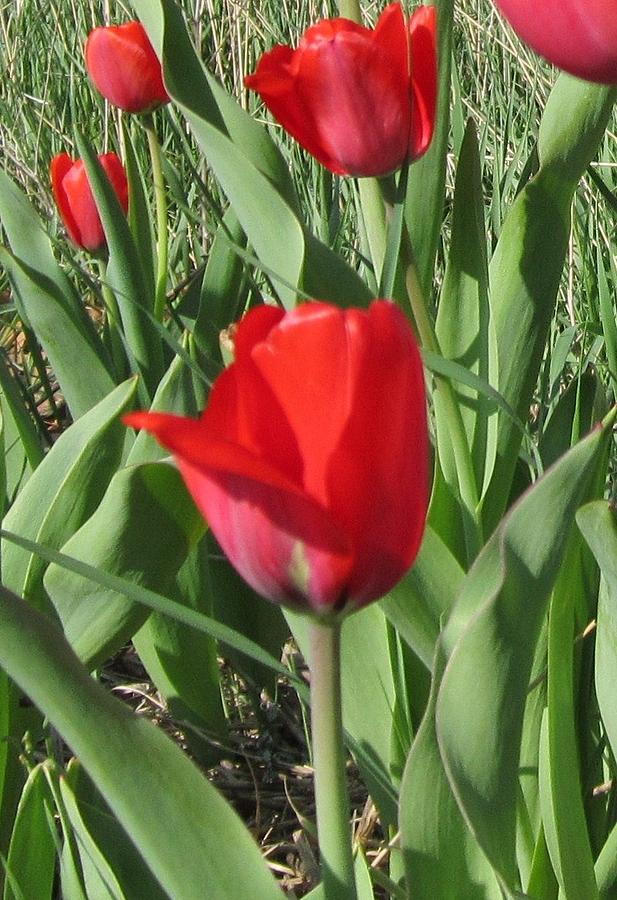 Red Tulips -Greeting Card Photograph by Glenda Crigger