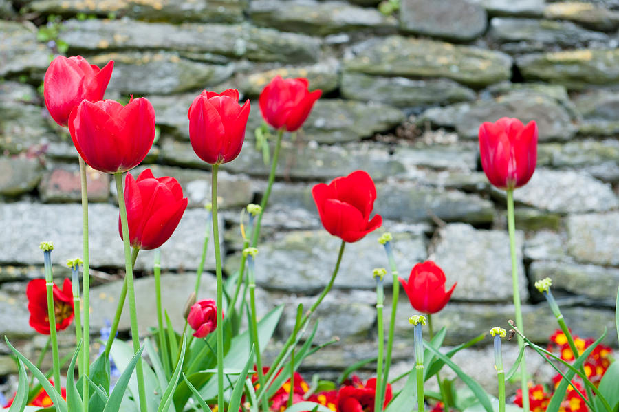 Red Tulips Photograph by Helen Jackson