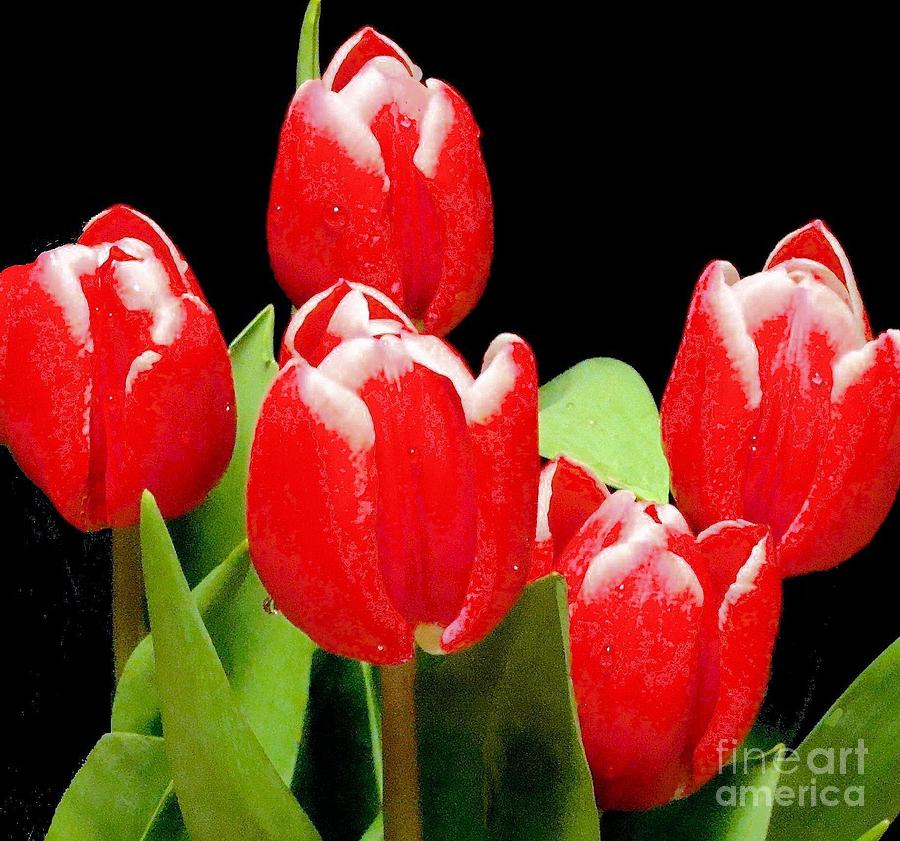 Red Tulips I Photograph by Janette Boyd