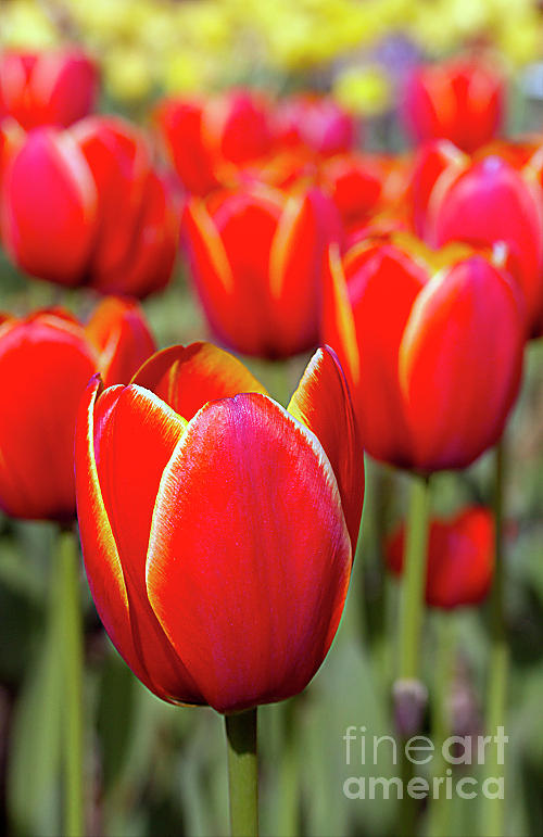 Red and Yellow Tulips I Photograph by Karen Jorstad