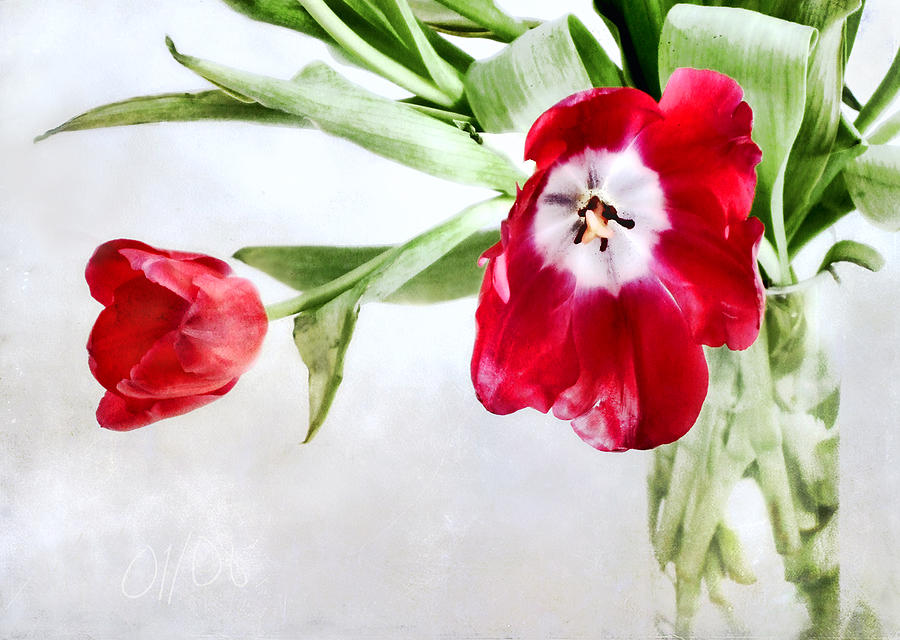 Red Tulips in a Clear Glass Vase Photograph by Louise Kumpf