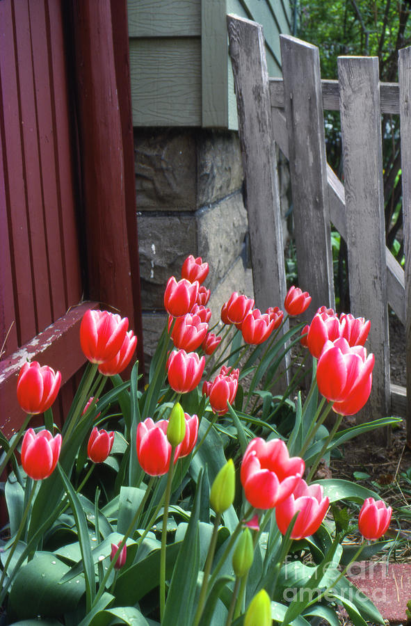Red Tulips in a Wisconsin Garden Photograph by Greg Kopriva