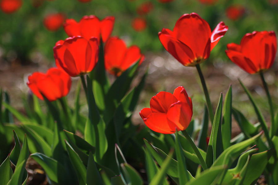 Red Tulips in Spring Photograph by Laurie Lago Rispoli