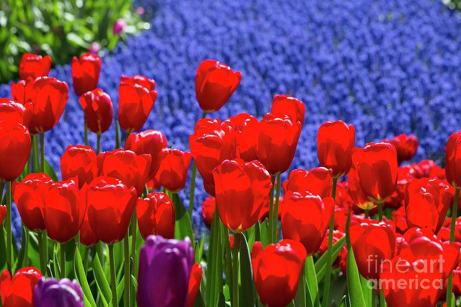 Red tulips in sunlight at Keukenhof Gardens Holland Photograph by Louise Heusinkveld