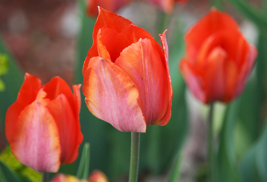 Red Tulips in Triplicate  Photograph by Cheryl Day