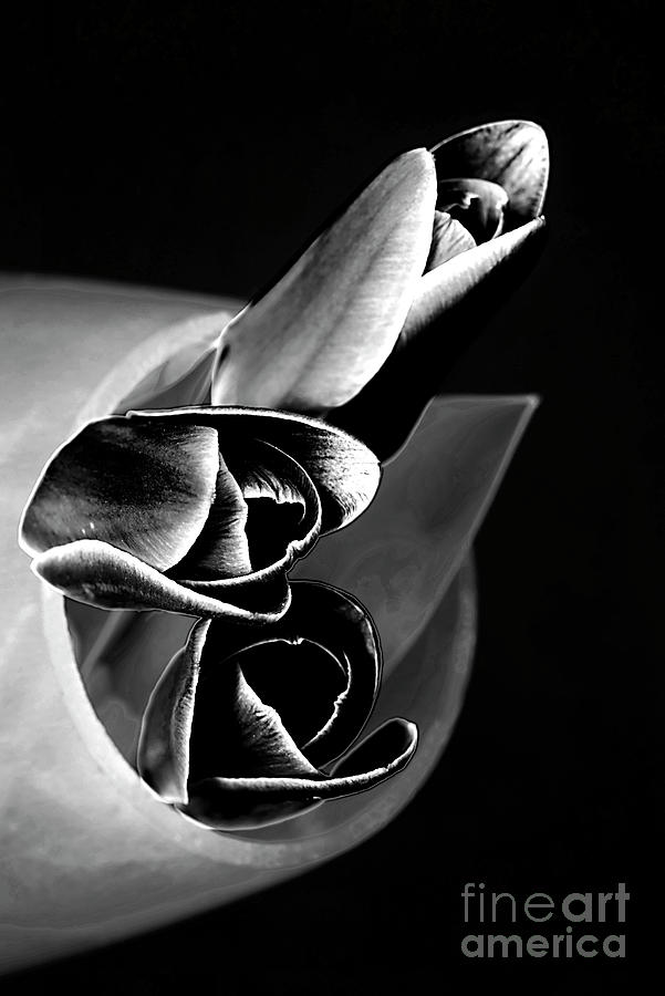 Tulips In Vase In Black And White.. Photograph