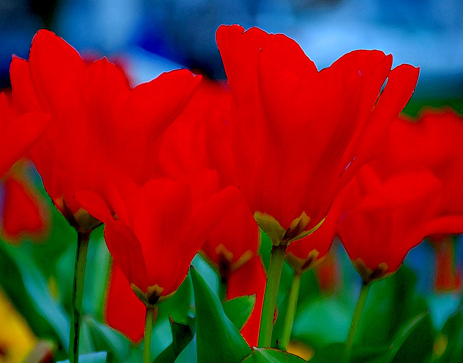 Red Tulips Photograph by JoAnn Lense