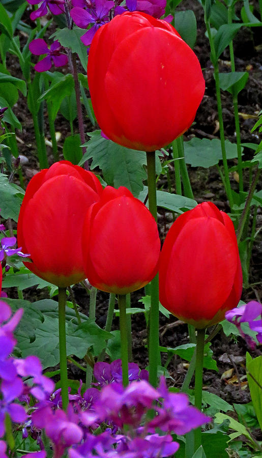 Red Tulips Photograph by John Topman