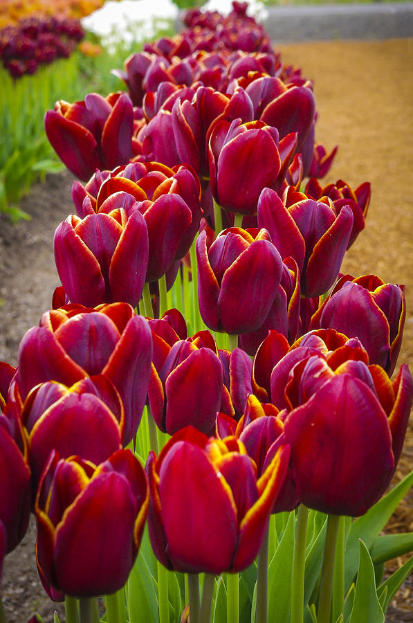 Red tulips Photograph by John Trax