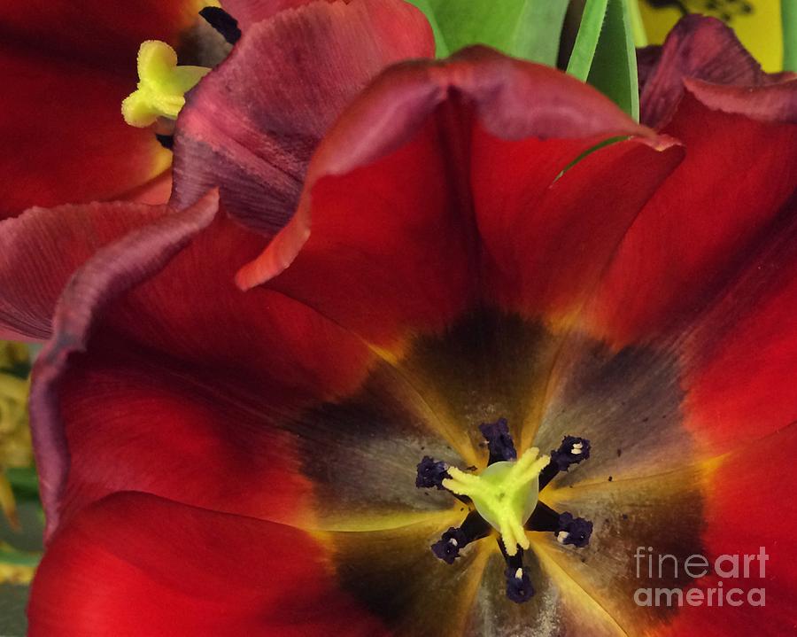 Spring Photograph - Red Tulips by Kathy M Krause
