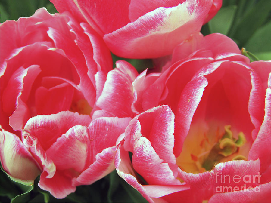 Tulip Photograph - Red Tulips by Kim Tran