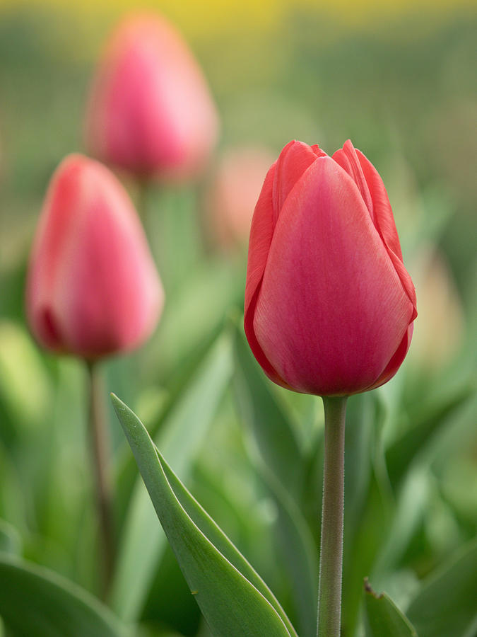 Red Tulips Photograph by Kyle Wasielewski