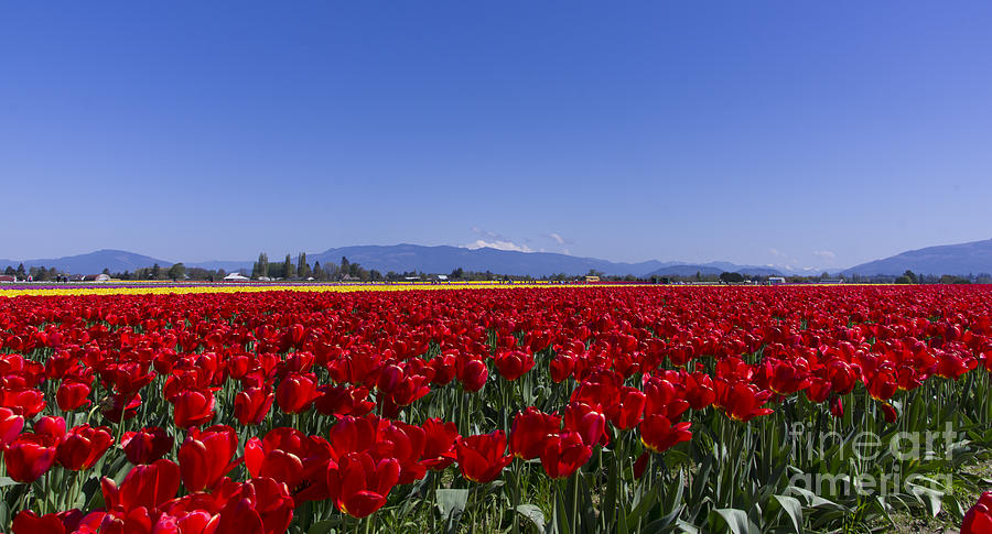 Red Tulips Photograph by Louise Magno