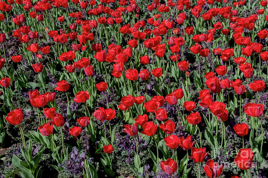 Red Tulips Photograph by Mae Wertz