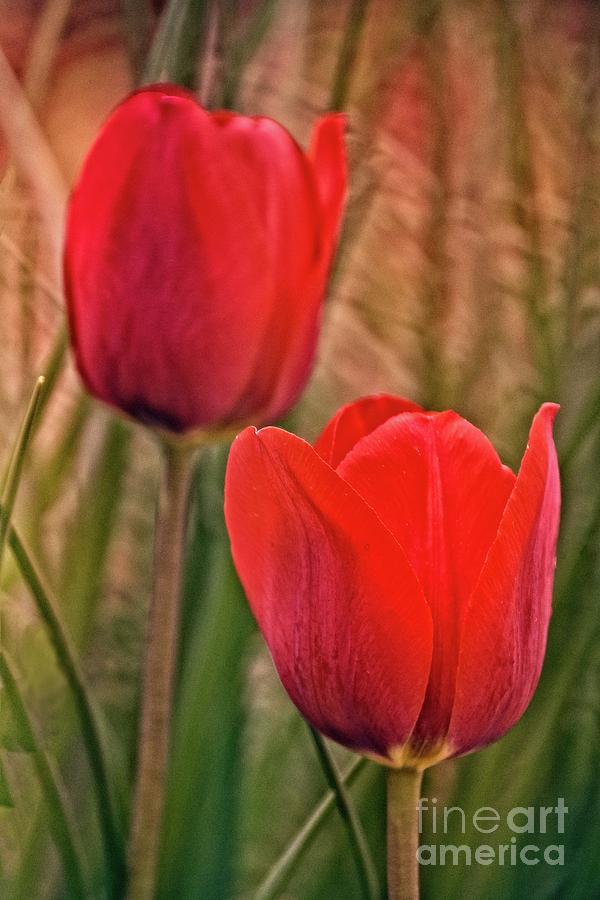 Red Tulips Photograph by Mary Machare