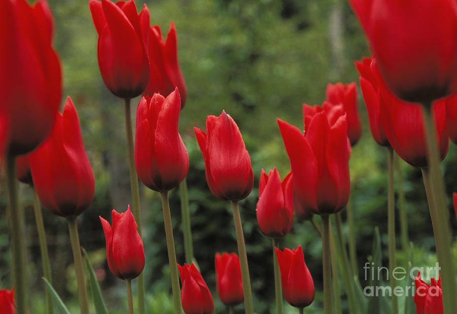 Red Tulips Photograph by Mary Van de Ven - Printscapes