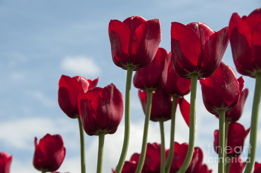 Tulip Photograph - red tulips near Amsterdam by Compuinfoto 