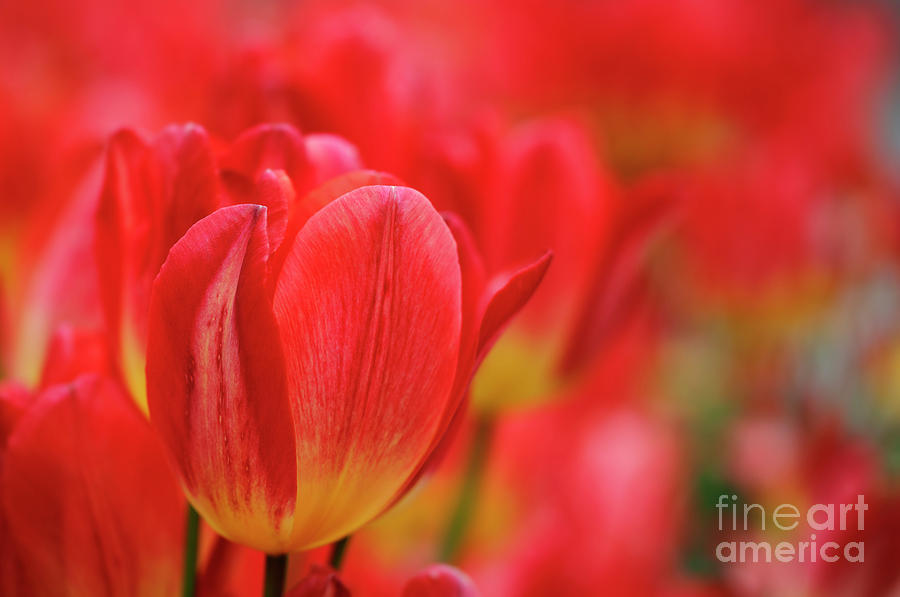 Red Tulips Photograph by Nicholas Burningham