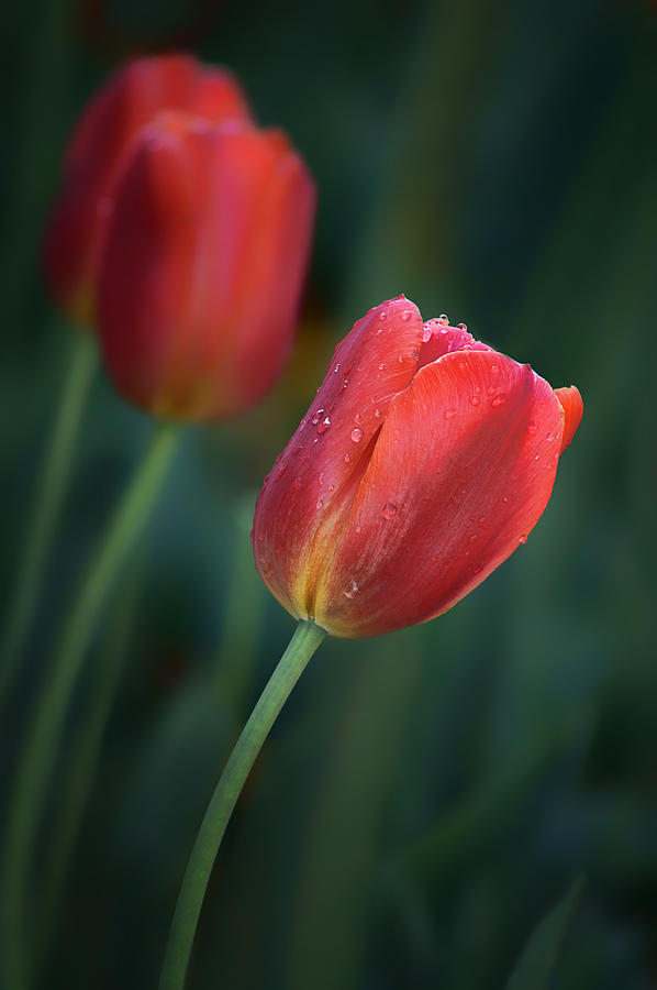 Flower Photograph - Red Tulips by Nikolyn McDonald