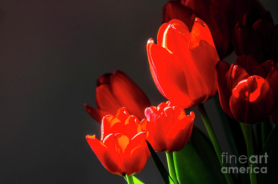 Tulip Photograph - Red tulips on black background by Ilan Amihai