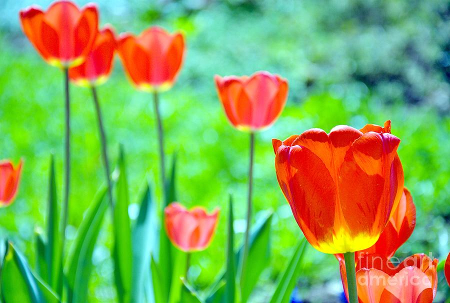 Red Tulips On Green Grass Background. Photograph