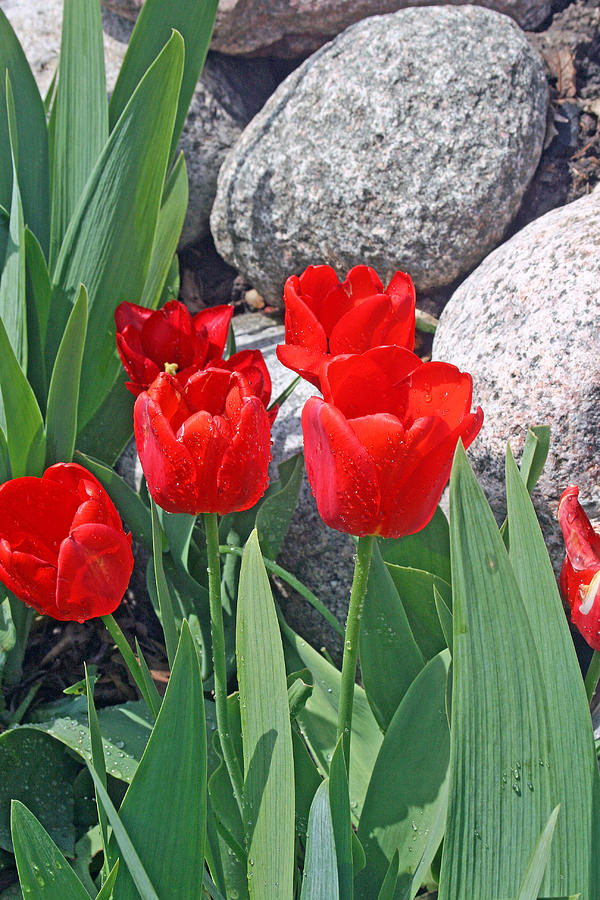 Red Tulips On The Rocks Photograph by Kay Novy